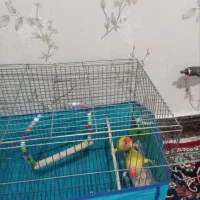 طوطی برزیلی...