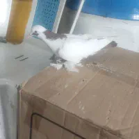 کبوتر