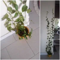 گل طبیعی