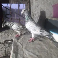 دوتا کبوتر سار قلدر پرشی وکاکولی