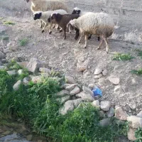 میش و بره|حیوانات مزرعه|خمین, |دیوار