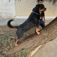 واگذاری توله روتوایلر