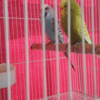 مرغ عشق انگلیسی گریدA