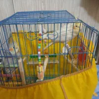 عروس هلندی