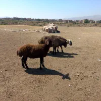 فروش گوسفند نر و ماده گوشتی