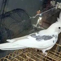 عروس هلندی دوکت سخنگو