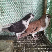 نرماده ساده هفت رنگ درشت جوان قلدر