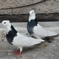 جفت طوقی با دوتا معمولی
