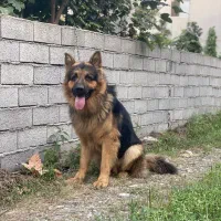 سگ ژرمن نر