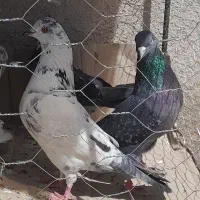 کبوتر پاکستانی