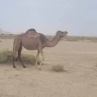 دو عدد شتر شیری و مالداری آروم