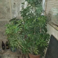 گل شفلورابونسای 2متر ارتفاع