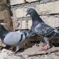کبوتر پلاکی