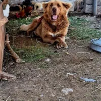 سگ قهدرجونی