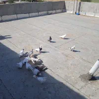 فروش