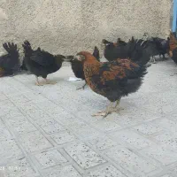 جوجه
