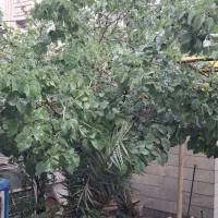 خونه-ویلایی