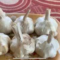 سیر درشت و تازه