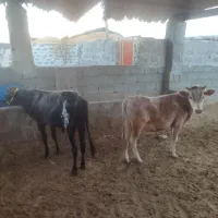 فروش گوساله