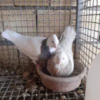 طوقی وسار سرور دورگ