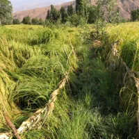برنج هاشمی الموت