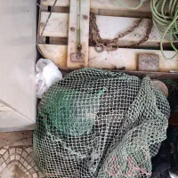 تخته و گوفه میگو قایق