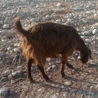 فروشی