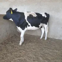 گاو تلیسه گوساله