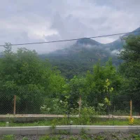سوییت جنگلی