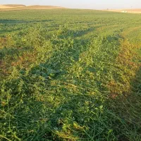 فروش یونجه تازه بدون علف هرز