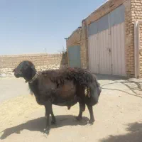 قوچ غزل افشار عالی همه چیز تمام