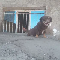 سگ پاکوتاه