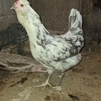 فروش مرغ وخروس ونیمچه گلین