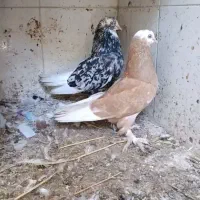 کبوتر کلکسیونی هما شازده زرد و دوبالی