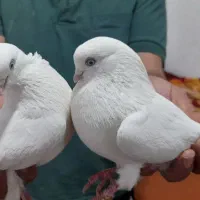 کبوتر سفید نر ماده