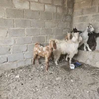 بز پازن