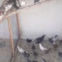 هشتاد عدد جوجه پرشی بشرط