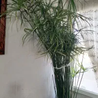گل نخل مرداب