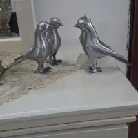 کفتر گردن صاف علامت وعلم