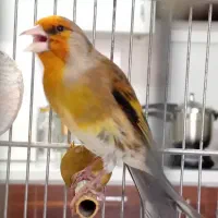 سهره قناری دهن ایوب