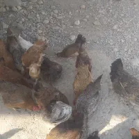 مرغ