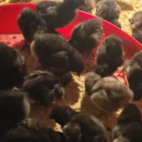 جوجه بلک استار عمده و تکی نژاد تخمگذار