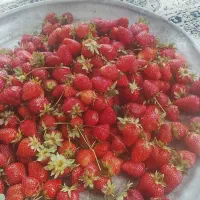 توت فله