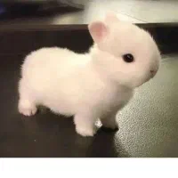 خرگوش لوپ شمارا به صورت رایگان به واگذاری میگیریم