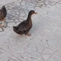 اردک ماده تخم گذار