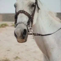 اسب