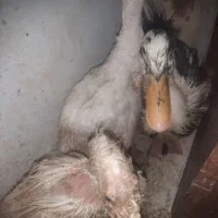 سه اردک جوان و یک جوجه اردک
