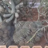 قلمه گل و گلدان گل سوسن اشک کاکتوس الورا|گل مصنوعی|یزد, |دیوار
