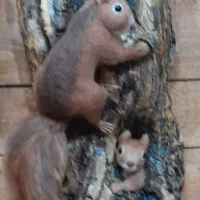 دکوری سنجاب با تنه درخت