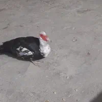 اردک سیکا